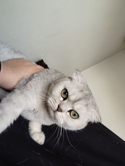 Skotish fold qiz bola mushuk