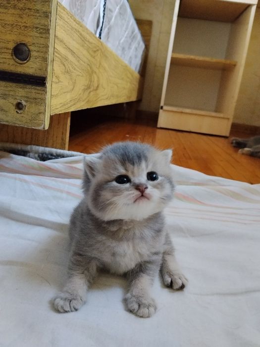 Срочно Продаётся котят