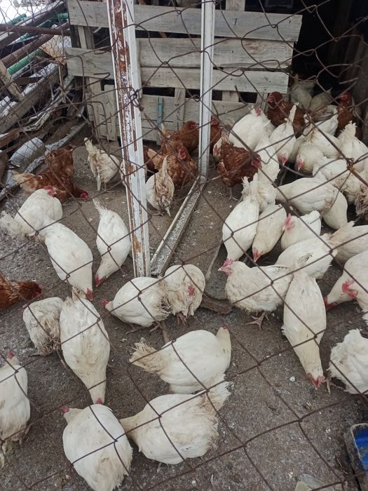 Тауықтар сатылады 11 айлық туып тұр