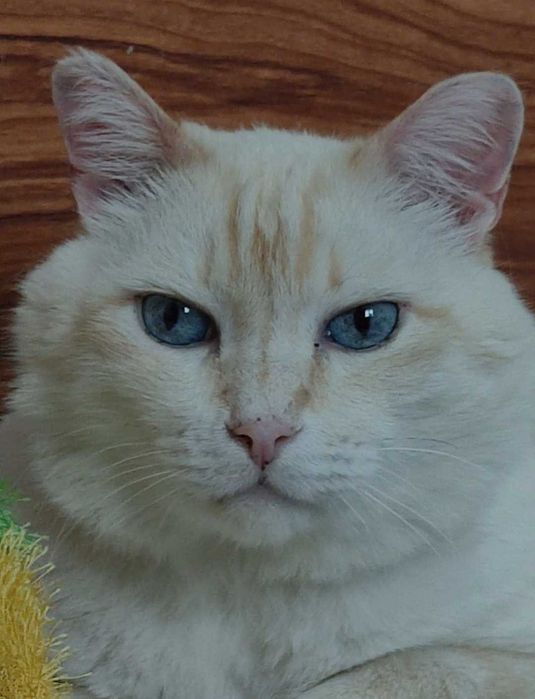 Красивый котик ищет дом