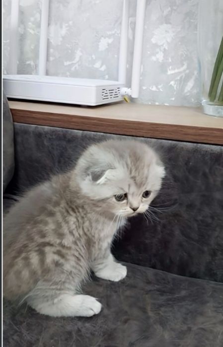 Готовятся к продаже чистокровные шотландские вислоухие котятки