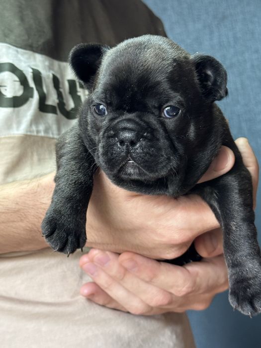 Щенки француского бульдога