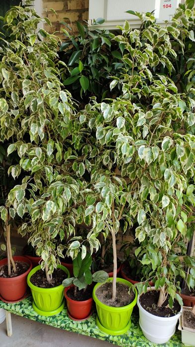 Комнатные цветы разных размеров,для дома,офиса,зимнего сада, магазина.