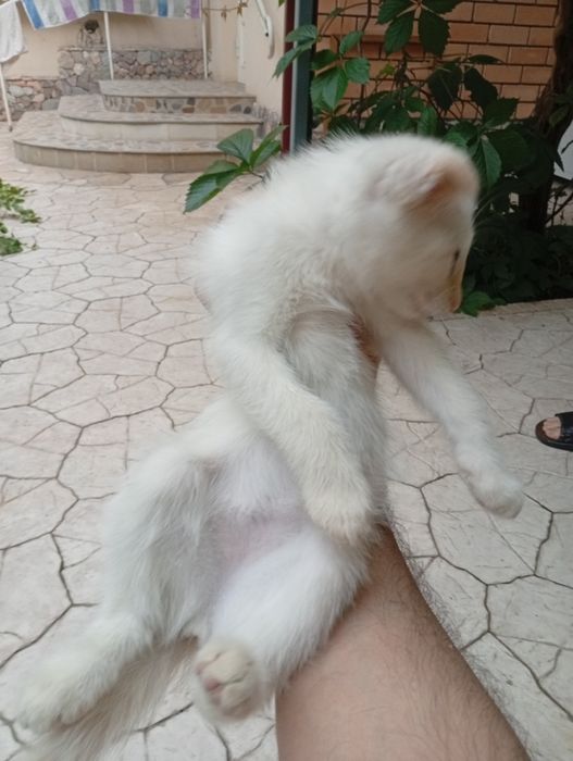 Прекрасные котята