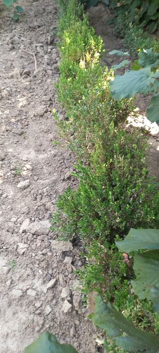Buxus gard viu verde