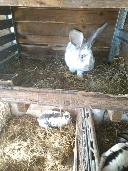 Iepuri la alegere diferita vârstă și rasa