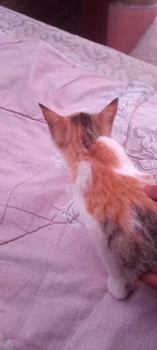 Котята беспородные