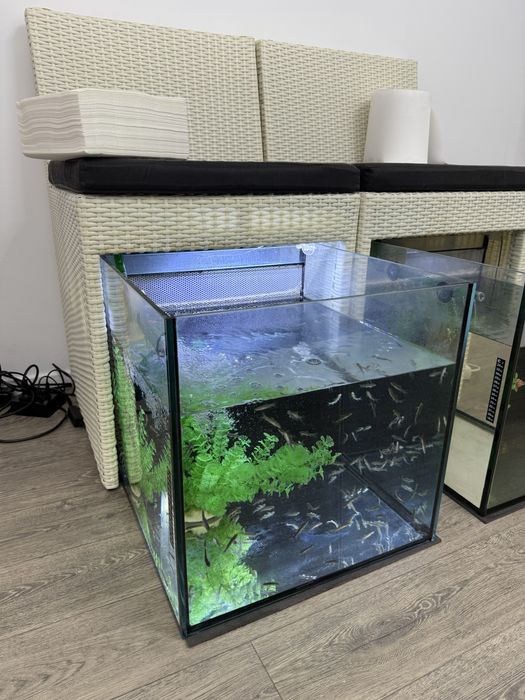 Terapie de relaxare Fish Spa