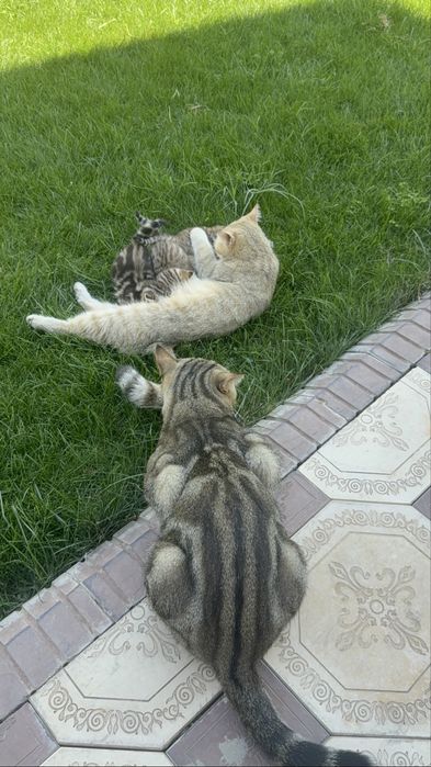 Котёнок в продаже остался один