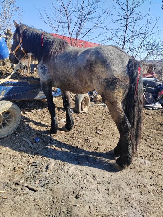 Vând manza de 4 ani