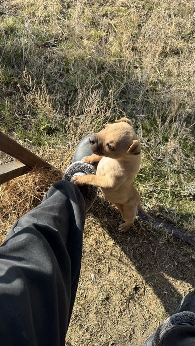 Щенок пидбультерьера