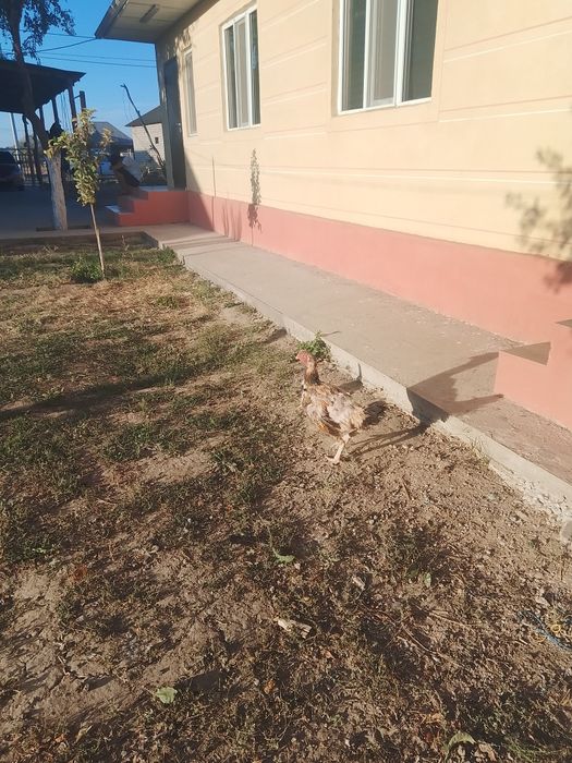 Дакан қораз,мекендер сатылады