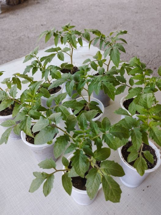 Рассада розовых помидор