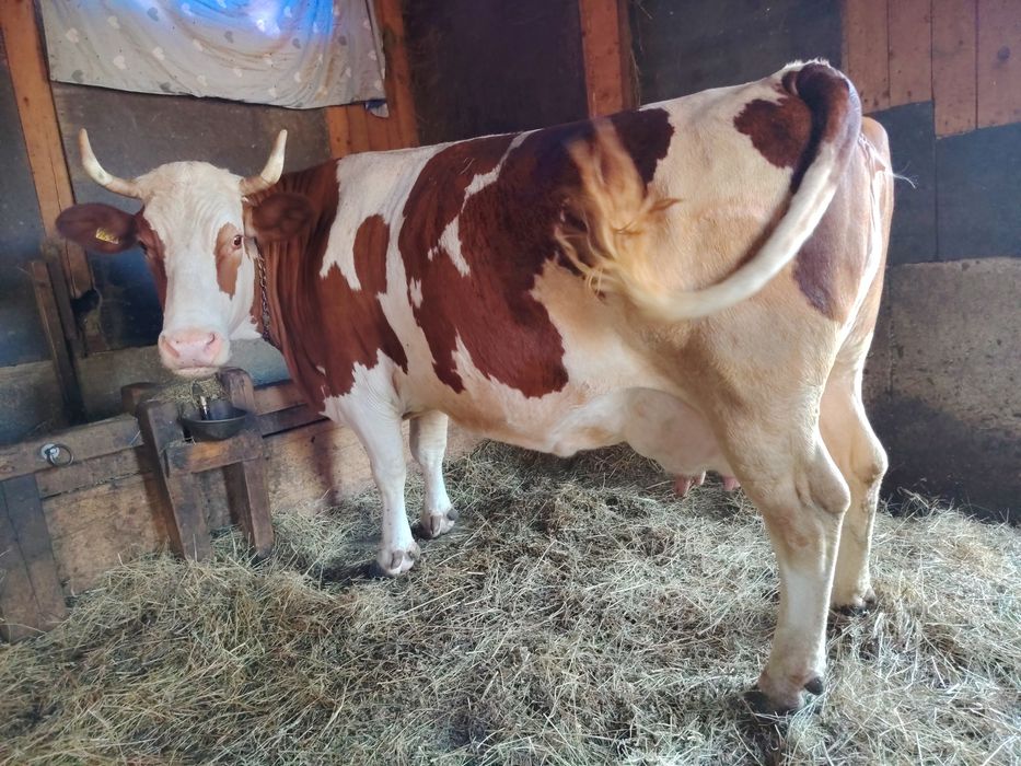De vânzare două vaci