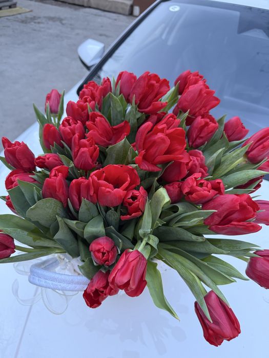 Тюльпан 43 штука