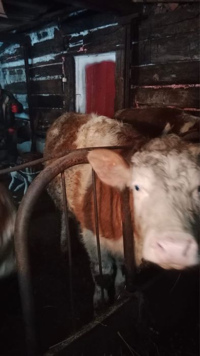 Соғым 1,5  жасар  тайынша сатылады