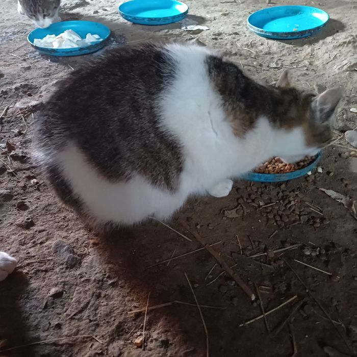 Donez 2 pisicute dragalase