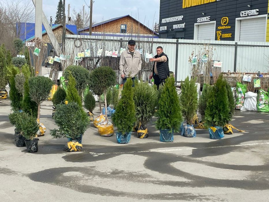 Саженцы плодовые