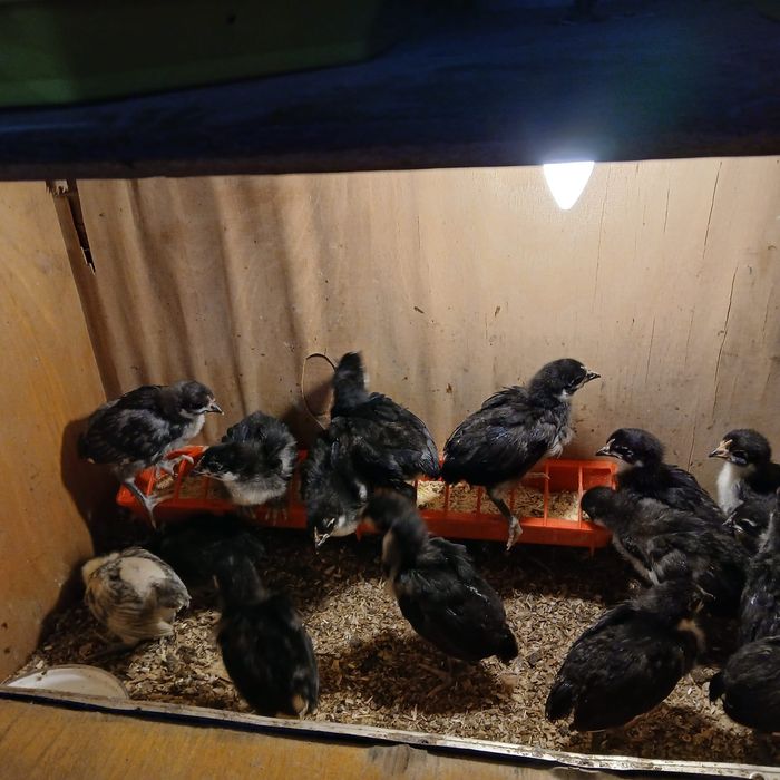 Puișori de găina rasa Australorp