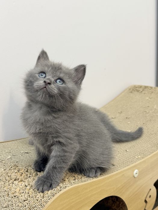 Продается котик британец