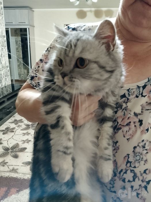 Продаю двух кошек.