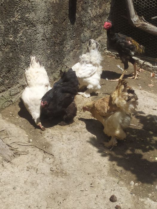 Брама зотли товуклар сотилади