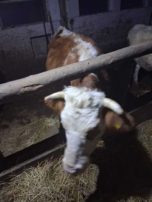 Vitei de vanzare bun de taiat sau de tinut