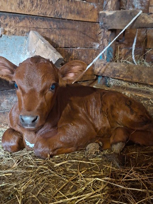 Продам бычка месячного