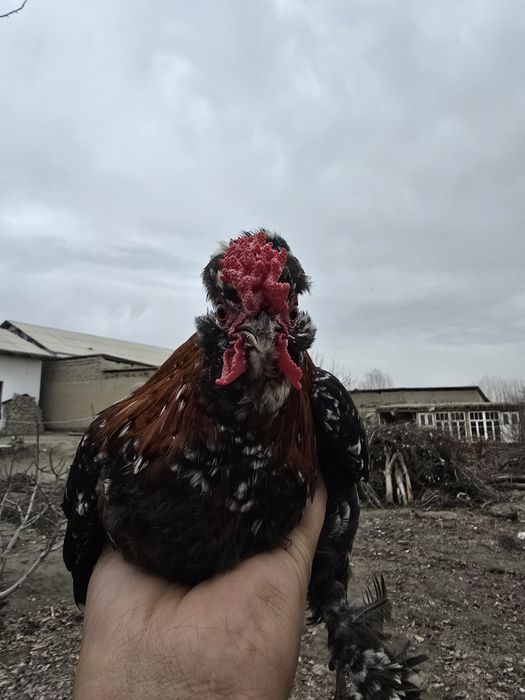 Yapon xoʻroz. Qiziquvchilar uchun. Arzon narxlarda