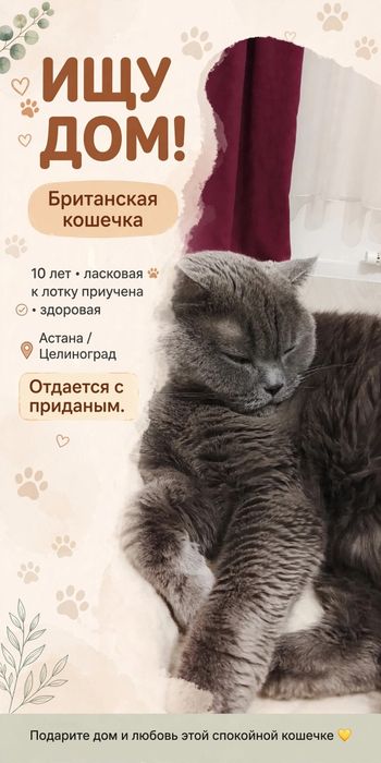 Кошку,британской породы