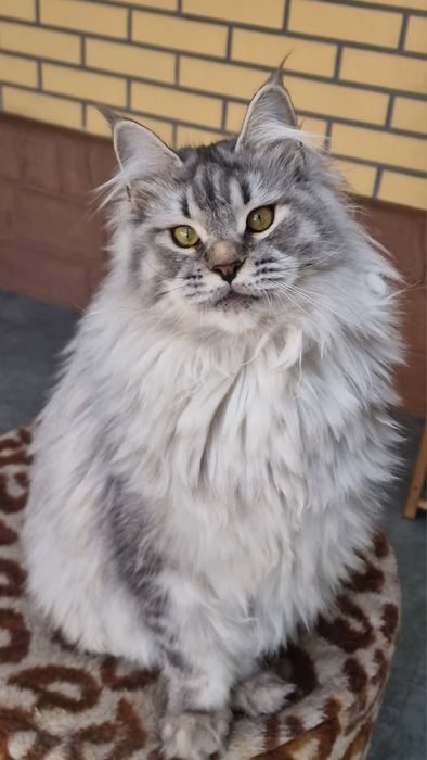 Мейн-кун девочка