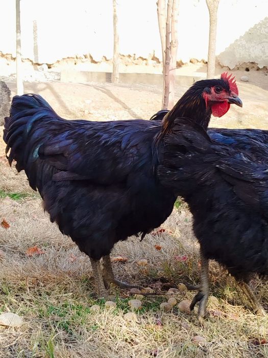 Хўрозлар сотилади.жерс