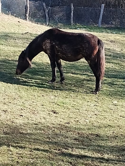 Iapa cu varsta de 1 an jumate