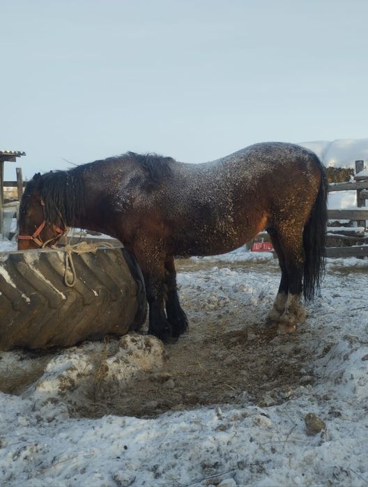 Продам жеребца 6 лет