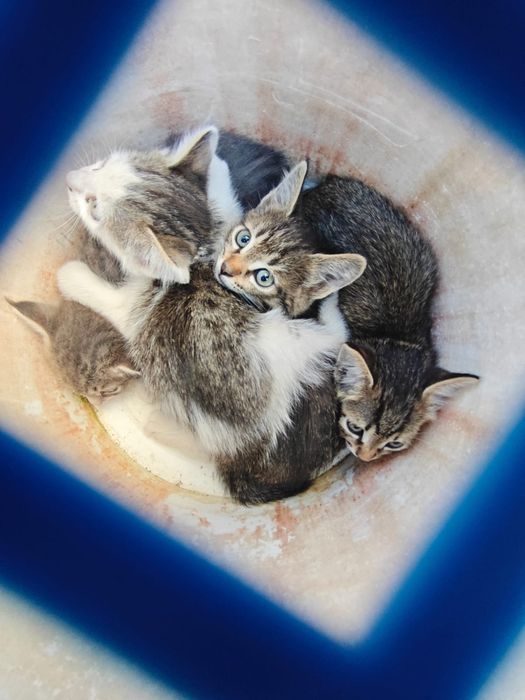 Отдам котят в хорошие руки
