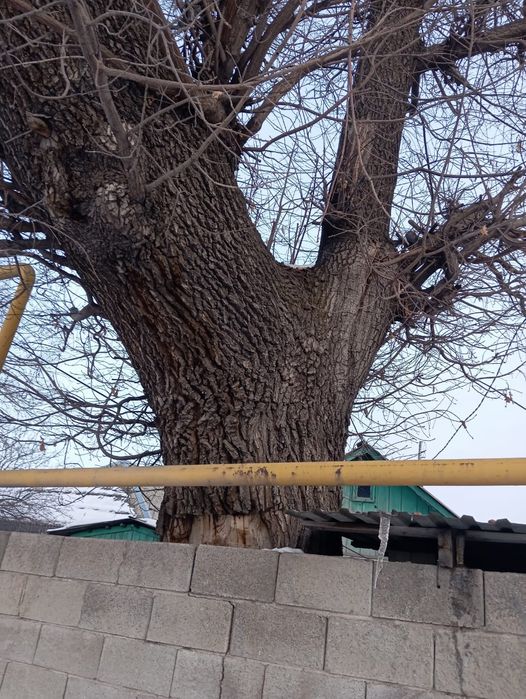 Продам дуб. Самовывоз