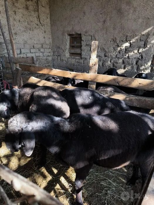 Продаются овцы за самую низкую цену