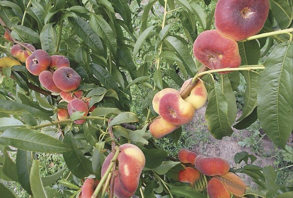 Pomi fructiferi columnari-Piersic turtit