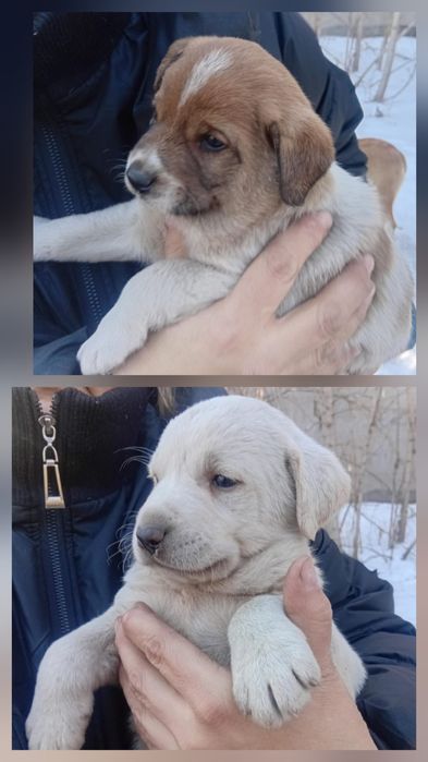 Срочно щенки ищут дом