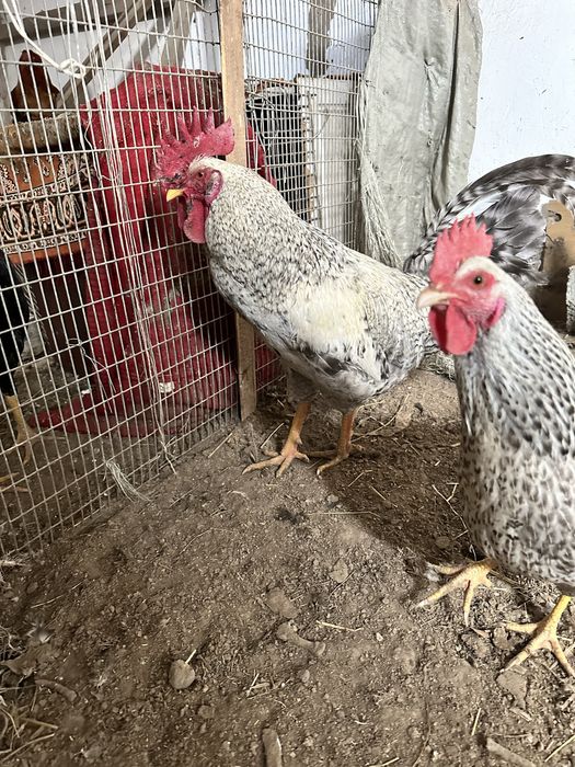 Борковсая барвиста