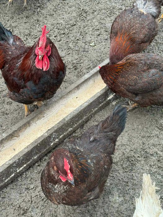 Катунски Кокошки