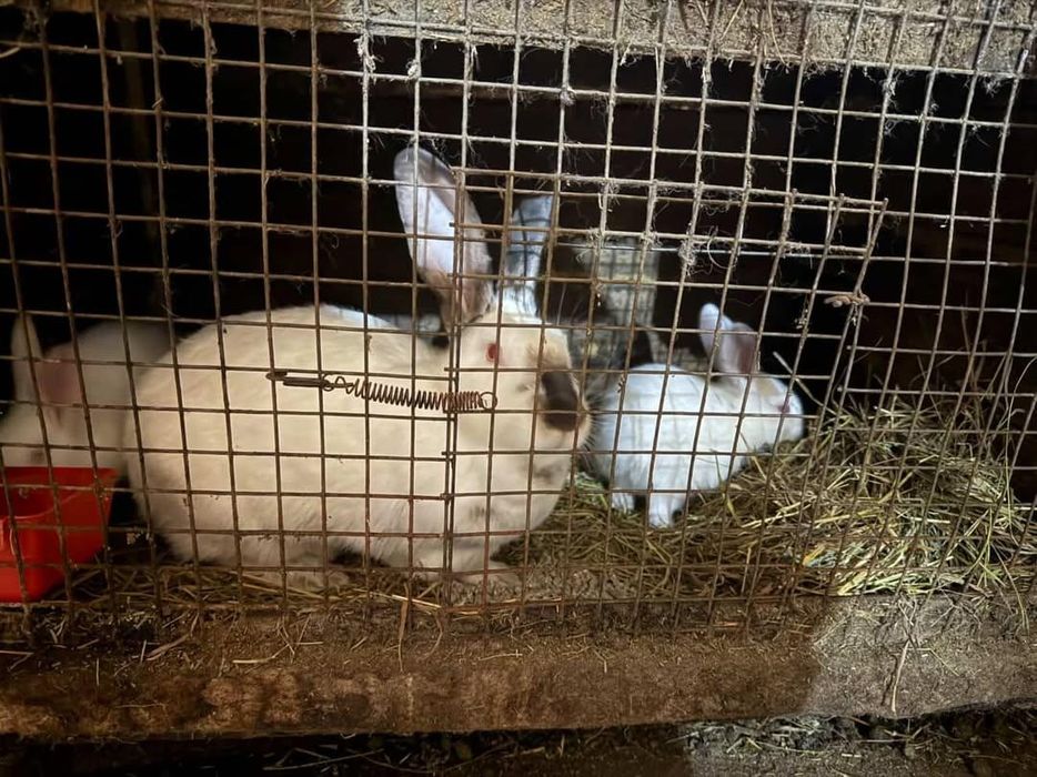 Крольчата             .