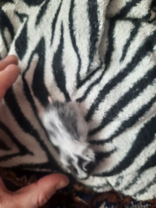 Продам хомяков маленьких