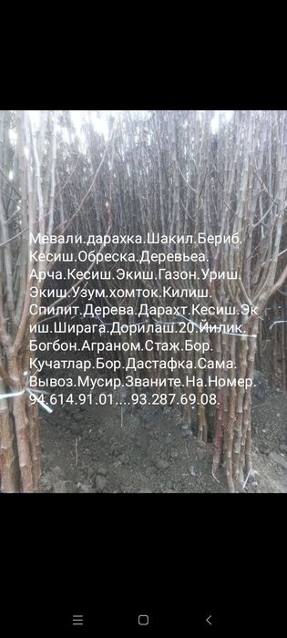 Daraht.kesish.20.йилик.Богбон