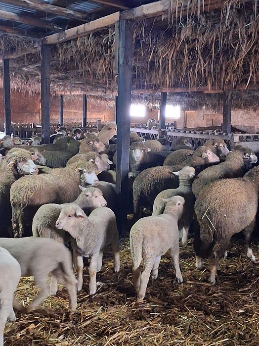 Vand 100 oi merinoase