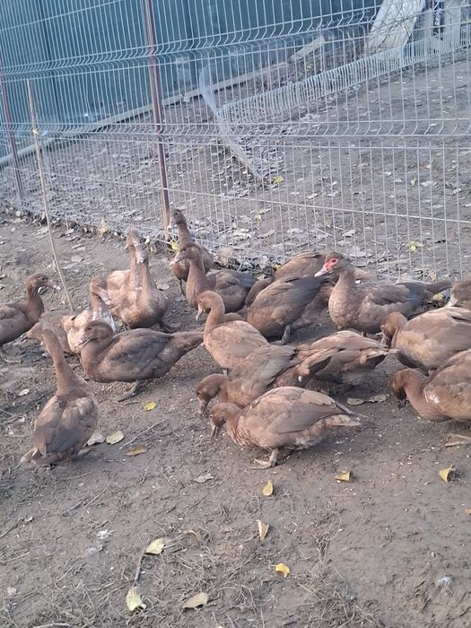 Rate mute, trimit în țară