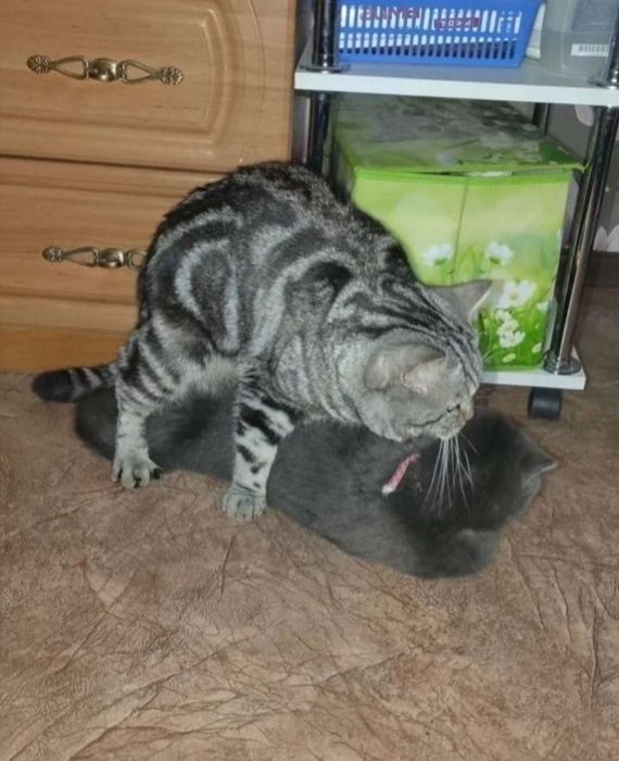 Вязка опытного кота