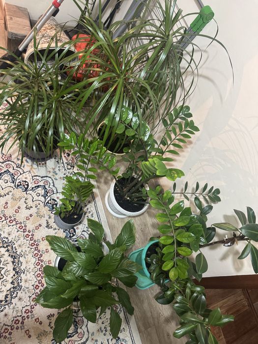 Продаю Цветы домашние