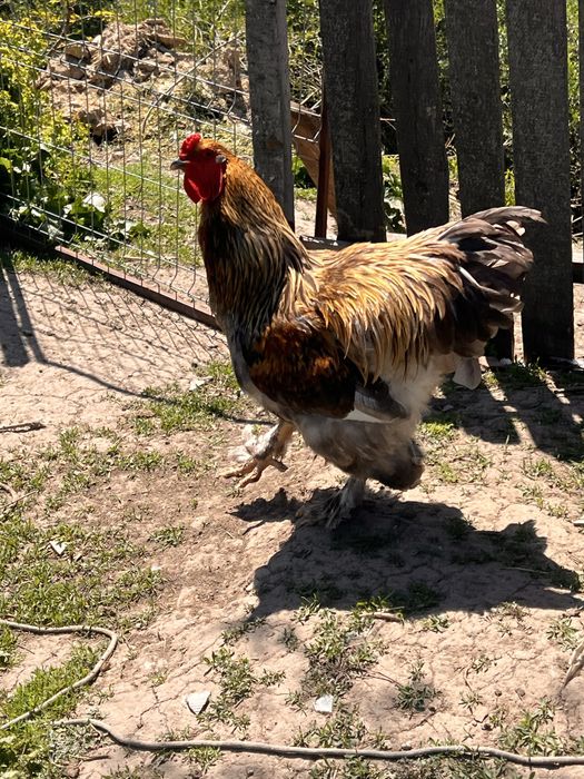 Vand oua pt incubat brahma