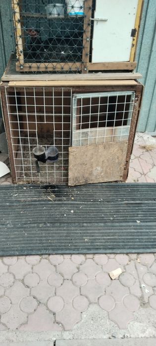 продам петуха дакан